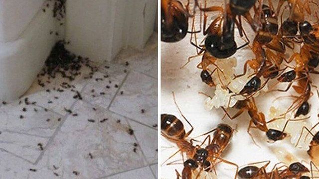 Фараонов муравей, откуда появился в квартире и как его вывести