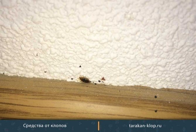 Гнездо тараканов в квартире
