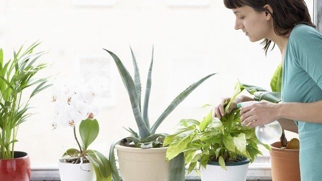 Как избавиться от мошек в цветочных горшках и предотвратить появление