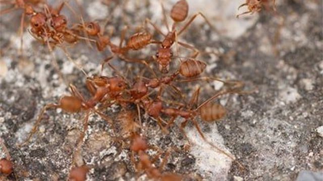 Лучшие средства для борьбы с муравьями