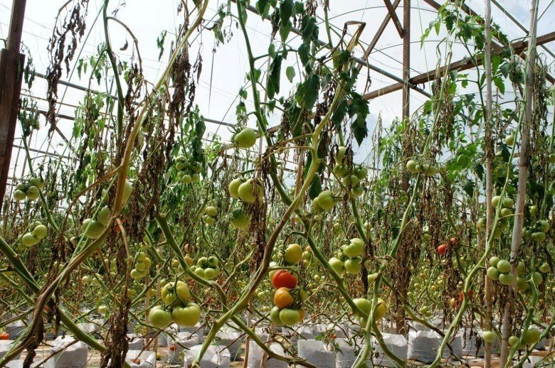 Фузариоз томатов в теплице