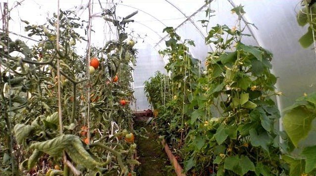 Заросли помидоров в теплице