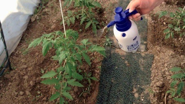 Опрыскивание томатов после высадки в грунт