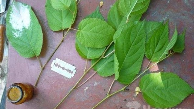 И в Сибири растут киви: что такое Актинидия Коломикта, полезные свойства и как вырастить дома