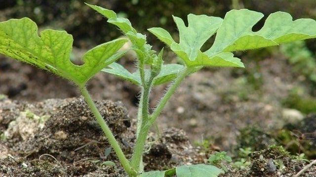Как вырастить арбуз в теплице и открытом грунте в Подмосковье, посадка, уход и агротехника
