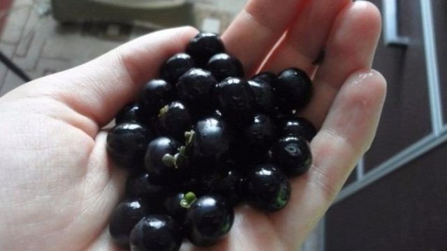 Санберри: тонкости выращивания, полезные свойства ягоды и противопоказания