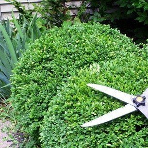 Ножницы для стрижки кустов ручные садовые