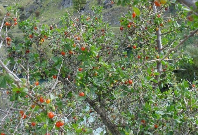 Куст со спелыми ягодами шиповника