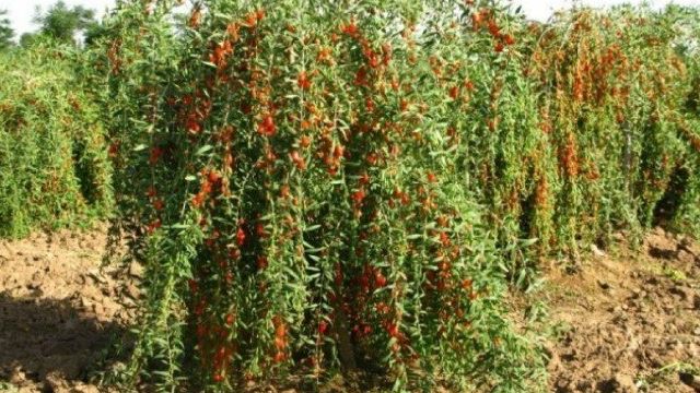 Годжи — уход и выращивание полезных ягод в саду
