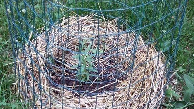 Ягоды годжи — посадка и уход в открытом грунте В Подмосковье, как вырастить из семян, видео