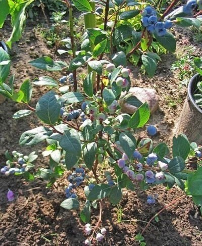 Голубика садовая в сибири