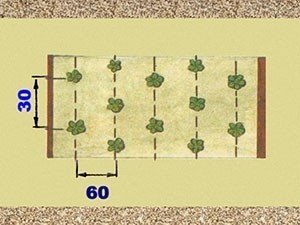 Схема посадки клубники весной в открытый грунт