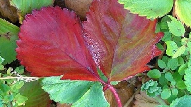 Красные листья у клубники во время цветения и плодоношения