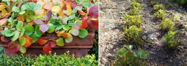Краснеют листья у клубники осенью