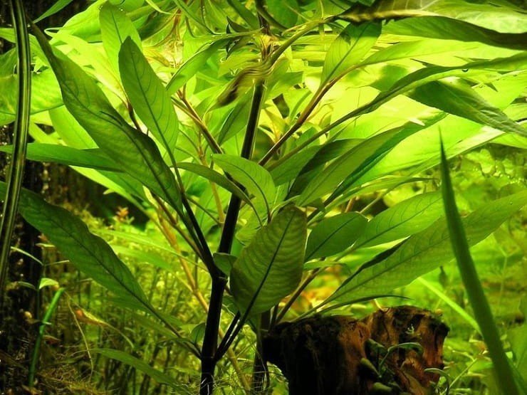 Эхинодорус амазонка аквариумное растение