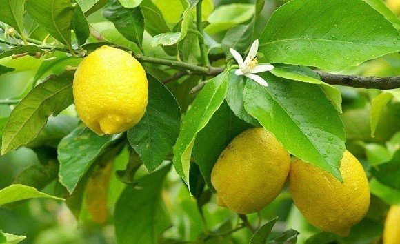 Лисбон сорт лимона