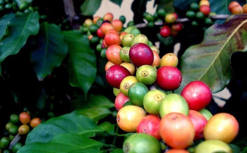 Кофе бобы дерево
