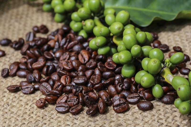 Семена coffea arabica