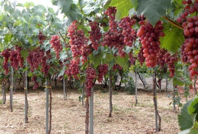 Высокоштамбовая формировка винограда