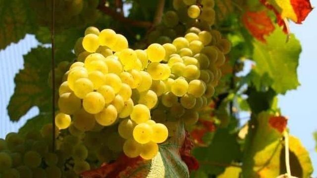 Описание плодового винограда сорта Солярис и его характеристики, плюсы и минусы