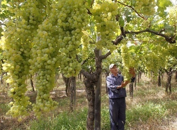 Виноград плодовый долгожданный