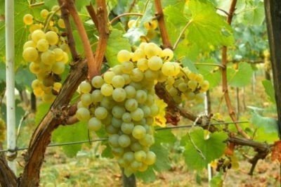 Виноград солярис