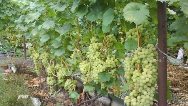Сорт винограда «Августин» описание с фото и видео
