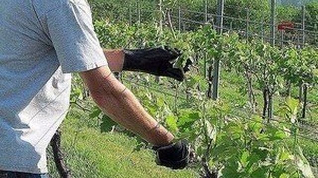 Уходу за кустами винограда в мае для получения хорошего урожая