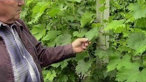 Виноград зеленые операции после цветения