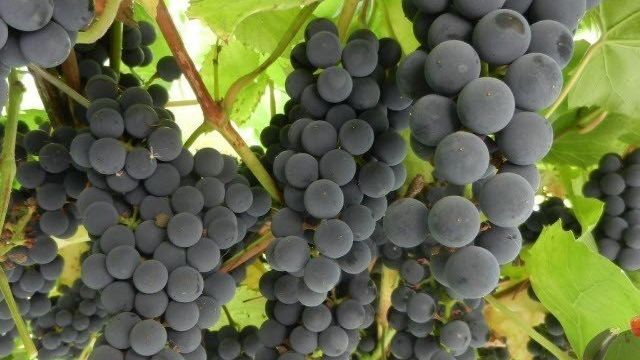 Виноград Изабелла – характеристика сорта и особенности выращивания