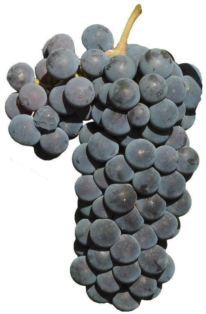 Сорт винограда лидия