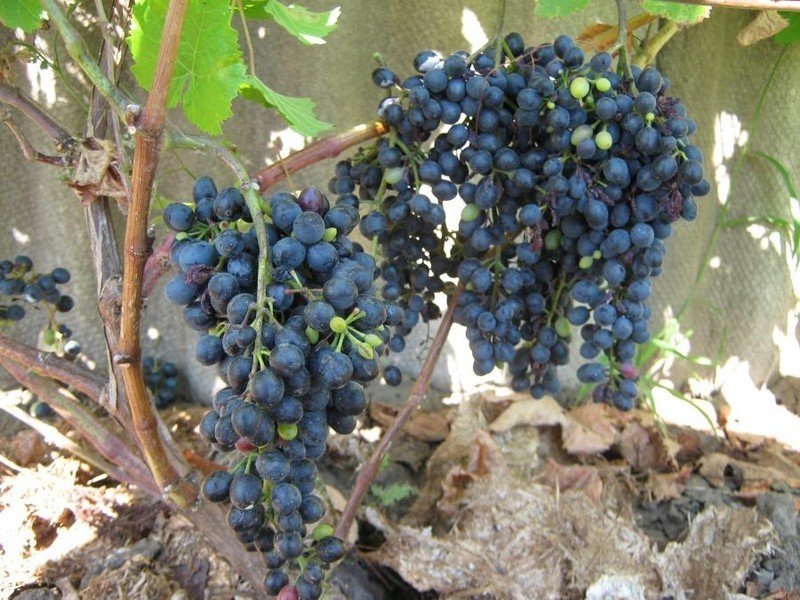 Виноград каберне кортис