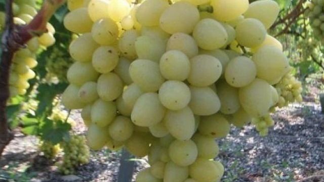 Виноград сорта Восторг: описание и основные нюансы выращивания