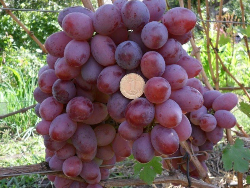 Сорт винограда граф монте кристо