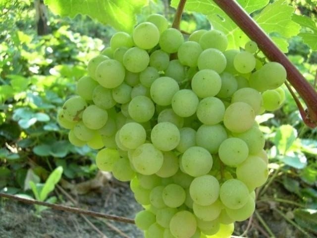 Виноград плодовый алешенькин
