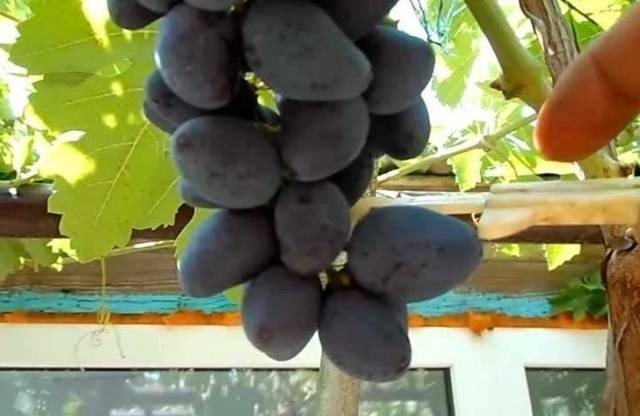 Сорт винограда преображение