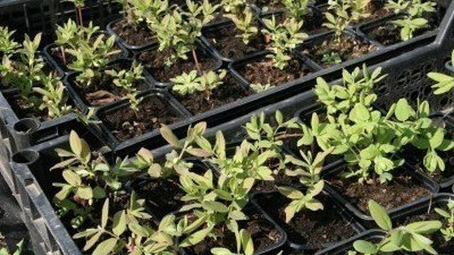 Жимолость каприфоль: виды и сорта, выращивание в открытом грунте