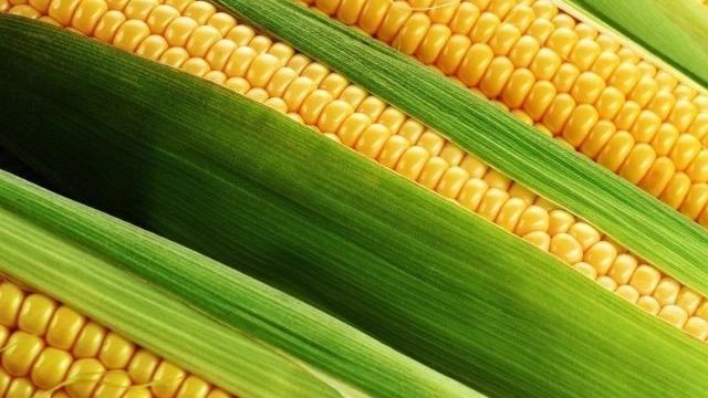 Как правильно хранить кукурузу в початках в домашних условиях на зиму
