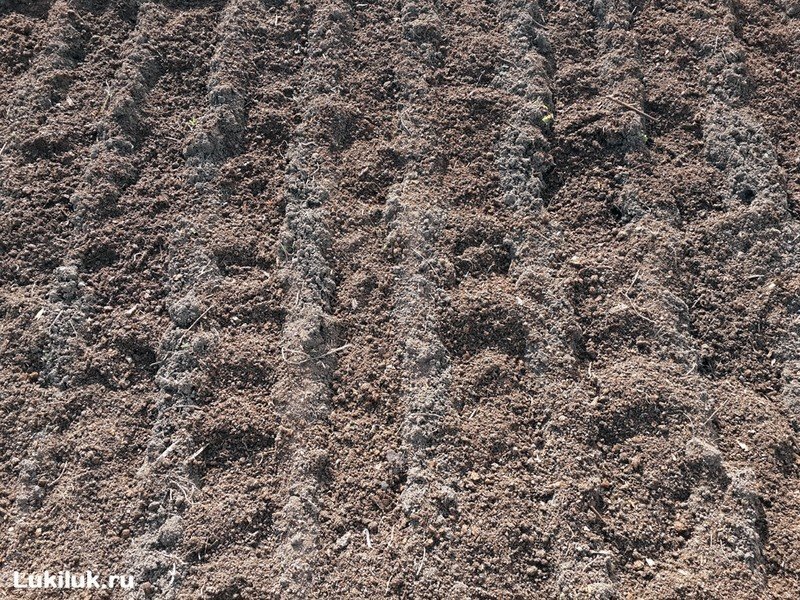 Посадка лука сорокозубки весной в открытый грунт