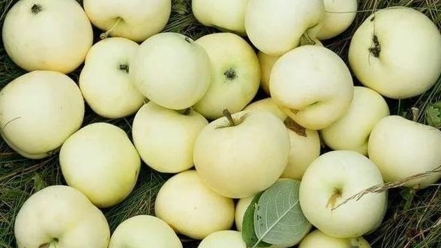ТОП 8 простых рецептов приготовления повидла из яблок Белый налив на зиму