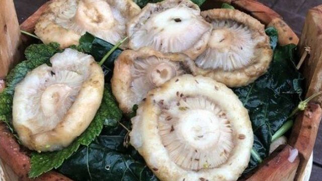 Сухой посол груздей: рецепты засолки хрустящих грибов в домашних условиях
