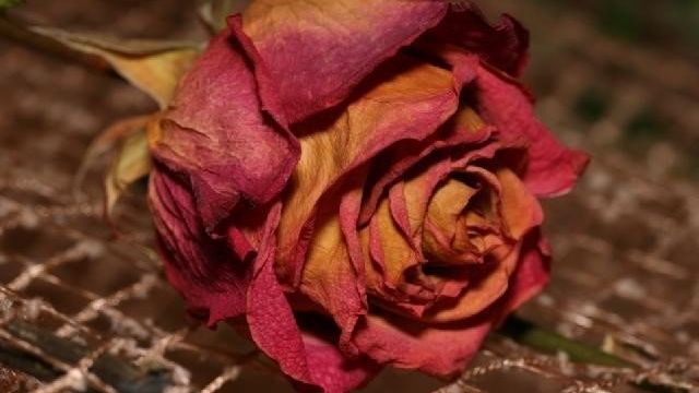 Как правильно засушить розы в домашних условиях