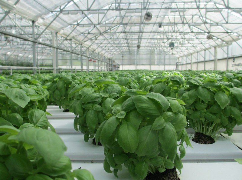 Basil grow in greenhouse