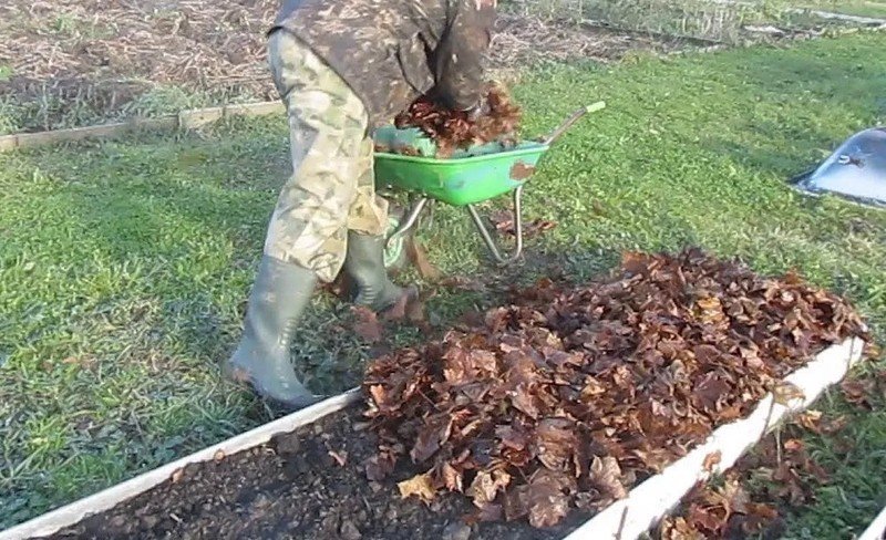 Мульчирование компостом травой