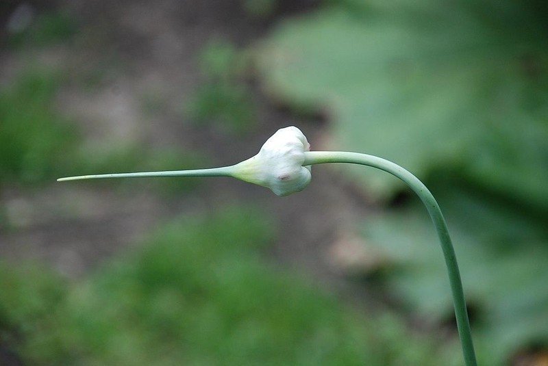 Чеснок allium sativum