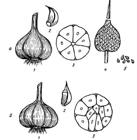 Строение луковицы чеснока биология