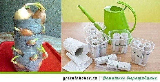 Зеленый лук на туалетной бумаге