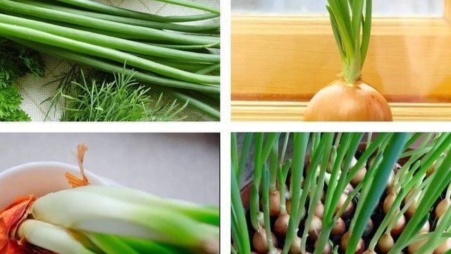 Как вырастить зеленый лук на подоконнике в грунте или воде