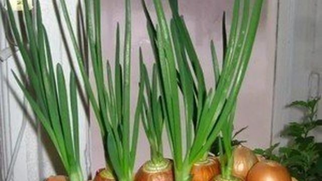 Как вырастить зелёный лук в домашних условиях