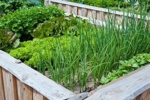 Зеленые растения для огорода